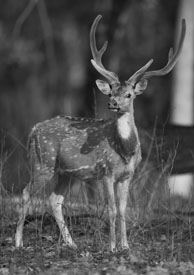 deer